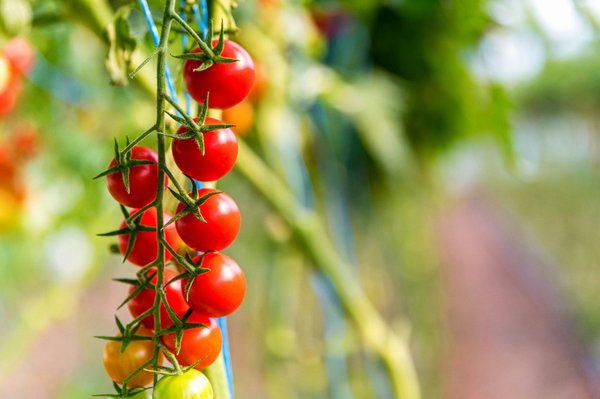 Les meilleurs tuteurs tomate : choix, durabilité et écologie
